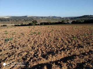 Finca rústica a Arcos de la Frontera. Finca de regadio