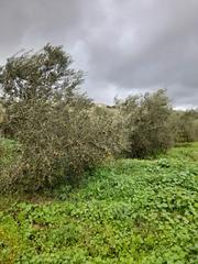 Residential Plot in Arcos de la Frontera. Finca