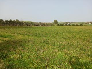 Finca rústica a Arcos de la Frontera. Preciosas fincas de regadio