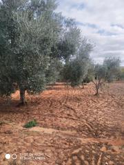 Fondo rustico in Arcos de la Frontera. Finca