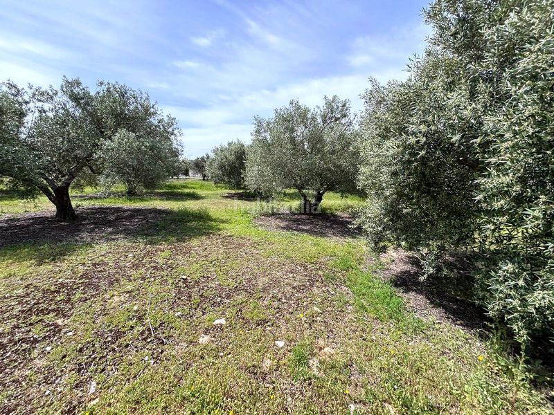 Foto 996bc31e-eb92-4ac4-8335-357a43abaa73. Finca rústica  en Arcos de la Frontera