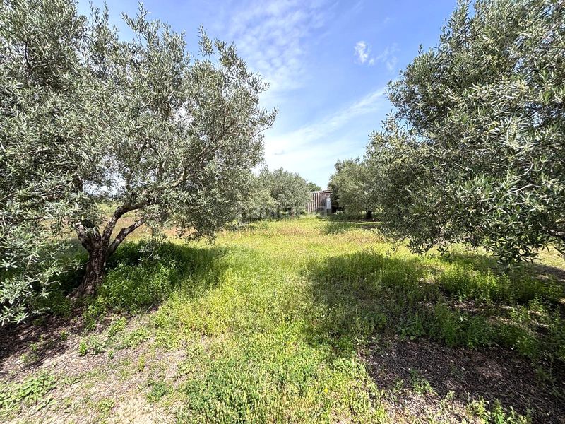 Foto e5300410-f033-448c-83a5-cbb58725642a. Finca rústica  en Arcos de la Frontera