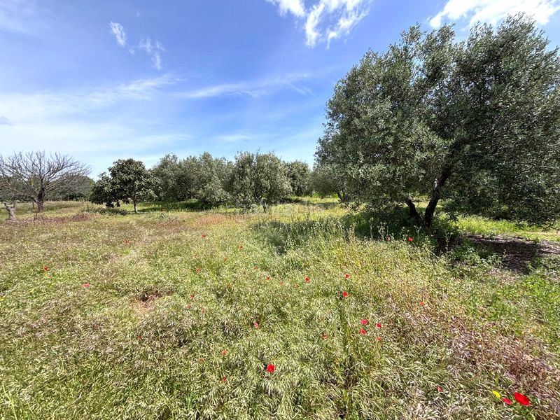 Foto e6f29485-5006-491d-91ae-e938e10ef8a7. Finca rústica  en Arcos de la Frontera