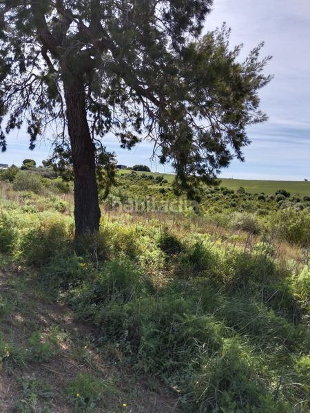 Foto 6b66d9ff-e54f-45f4-9a31-e194fc017ed0. Finca rústica a Arcos de la Frontera