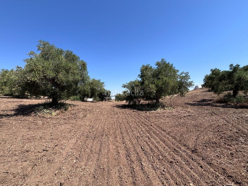 Foto 01ad8867-28e4-42af-b126-9852d21703b4. Finca rústica a Arcos de la Frontera