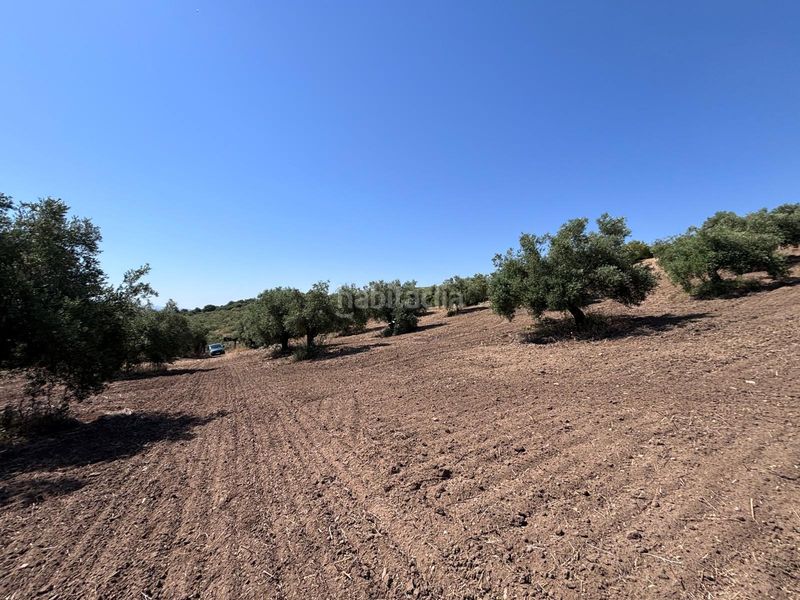 Foto 03ff1725-570f-4fa0-bed5-c57be704e97f. Finca rústica a Arcos de la Frontera