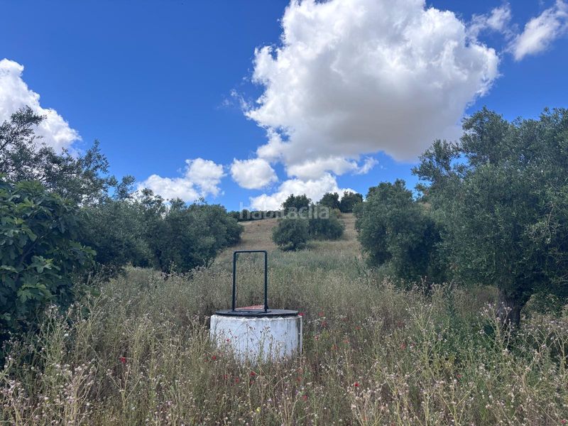 Foto 0da0df0a-f2ae-4fff-853c-6e780a839399. Finca rústica a Arcos de la Frontera