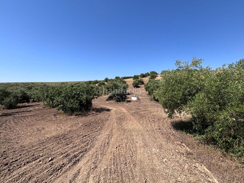 Foto 5a499760-8087-47f1-aac0-cf555ec1937c. Finca rústica a Arcos de la Frontera