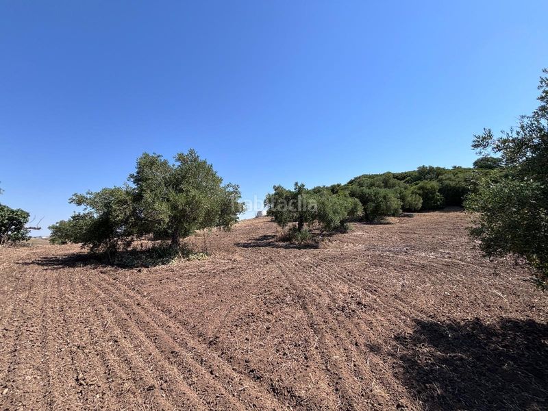 Foto 9ddd8aa7-cd0b-48bd-ae95-75d8a8084191. Finca rústica a Arcos de la Frontera
