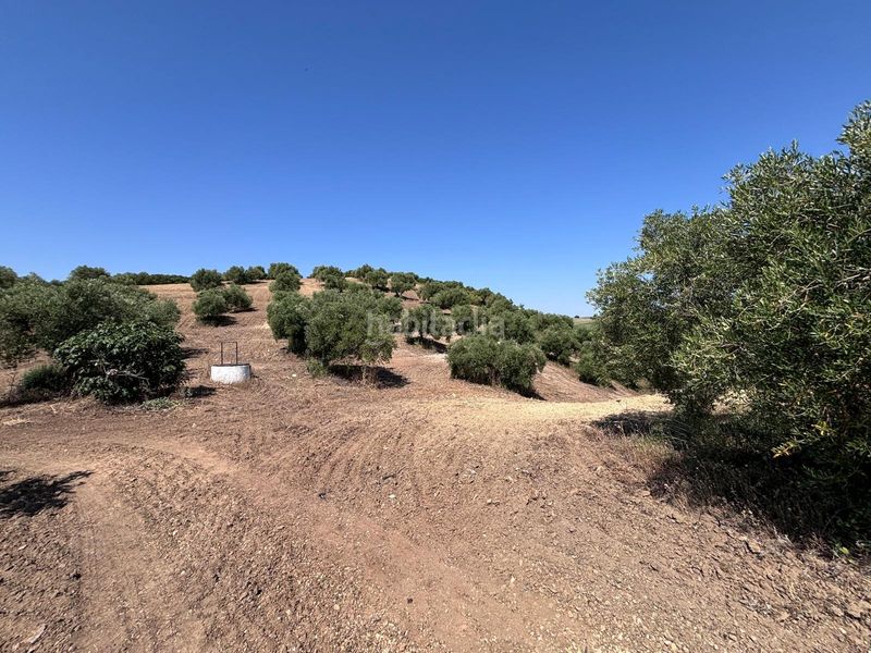 Foto ad1422dc-8cbc-4ebd-895f-0498c03a0728. Finca rústica a Arcos de la Frontera