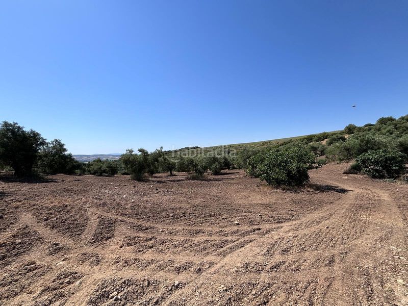 Foto b69818c5-aaaf-4453-8013-586746de6a9b. Finca rústica a Arcos de la Frontera