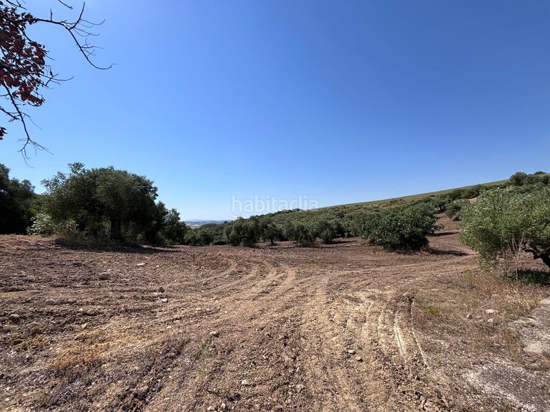 Foto cbd5e010-c9af-4015-897b-6e4ba21bc945. Finca rústica a Arcos de la Frontera
