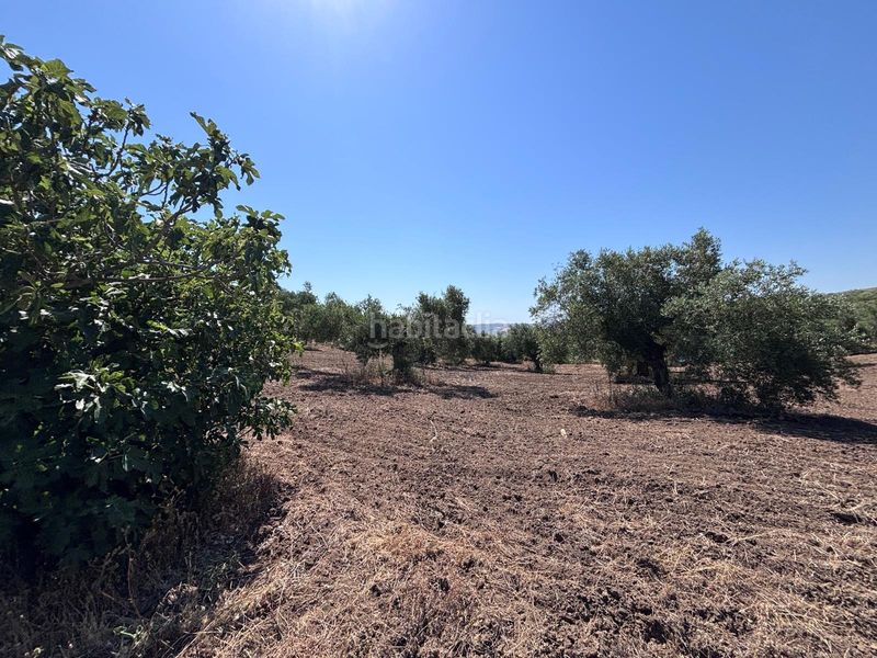 Foto d658698d-ed80-406c-afea-863a78dbe3c0. Finca rústica a Arcos de la Frontera