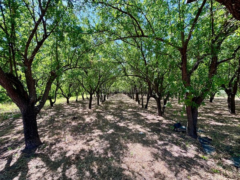 Foto 66e12f50-dd0a-4bb1-a9b7-da89dd2d28ea. Finca rústica a Arcos de la Frontera