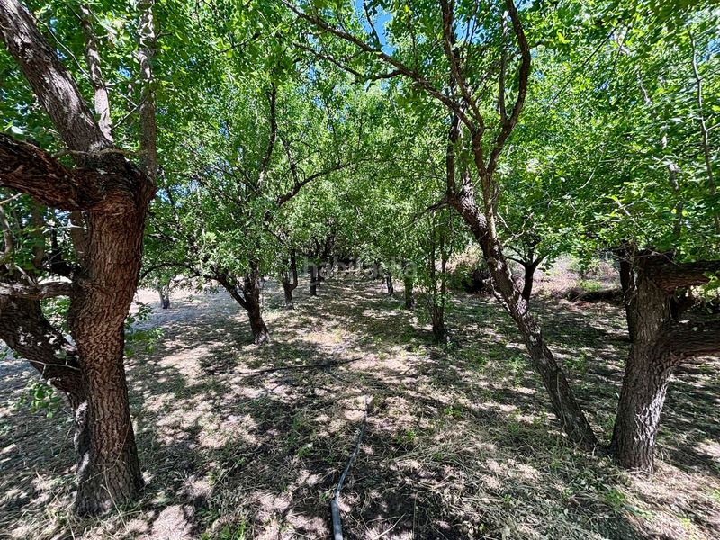 Foto a253bbde-d051-4b89-9c0f-f99a2875f4ec. Finca rústica a Arcos de la Frontera