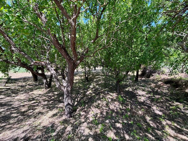 Foto a610cf10-a638-40d5-86a8-6fc529ffc91d. Finca rústica a Arcos de la Frontera