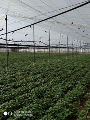 Finca rústica a Arcos de la Frontera. Precioso vivero en venta