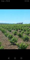 Finca rústica a Calle juan coto 3. Venta de viñedo en vaso de regadio