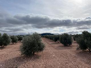 Finca rústica a Avenida alcázar 14. Venta de 8 hectareas de olivos