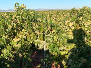 Finca rústica a Carretera herencia 14. Venta de finca viñedo emparrado