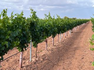 Finca rústica a Calle cervantes 18. Venta de finca viñedo emparrado