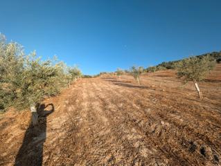 Rural plot in Priego de Córdoba. Finca moderna intensiva de hojiblancos ecologicos de cuatro años