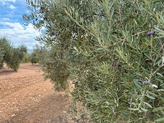 Finca rústica a Alcaudete. Excelente parcela de olivos con algo de agua en santa casilda