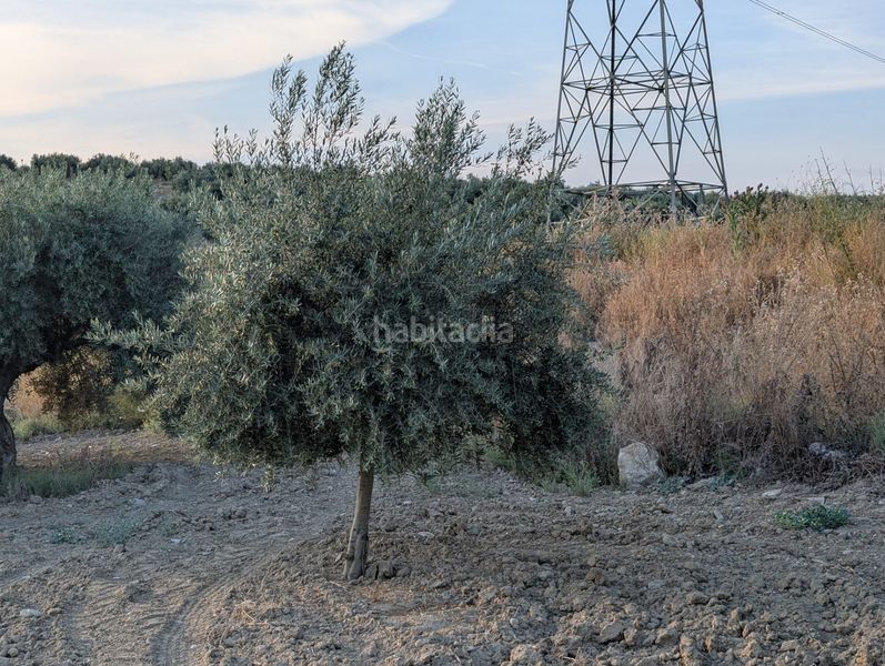 Foto 60a56745-21b1-48fb-87ea-d3aa64320267. Finca rústica a n/a a Lopera