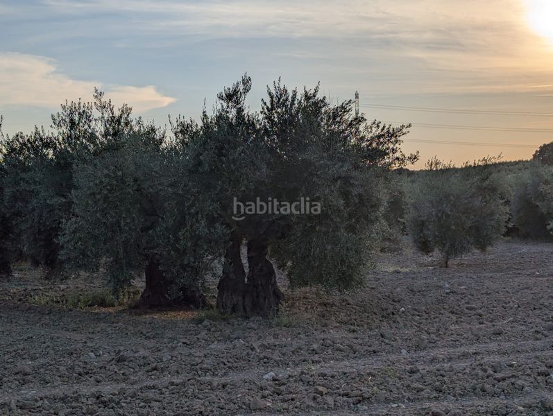 Foto f29211ea-ee1c-4f7d-b667-28eee7571009. Finca rústica a n/a a Lopera