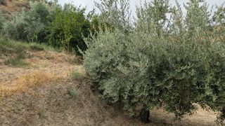 Fondo rustico in N/a. Huerta de olivos en el molino el moro con agua del cash