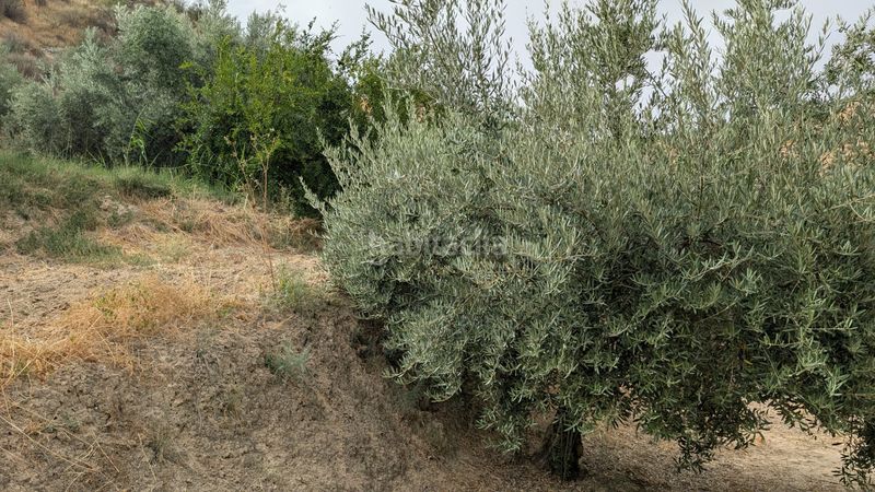 Foto 678a4a03-cbcb-45d5-9444-ea7078c3380b. Finca rústica a n/a a Alcaudete