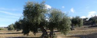 Finca rústica a Alcaudete. Zona en los pinzonales estanquillo.