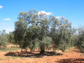 Finca rústica a Alcaudete