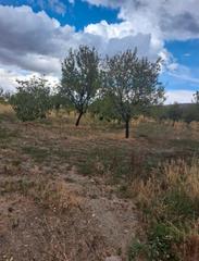Finca rústica a Lanteira. Terreno con olivos en lanteira