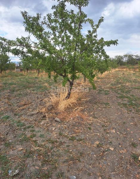 Foto fae2bdba-3b06-4897-930d-633e49b00b4d. Finca rústica se vende 7000 metros terreno en Lanteira