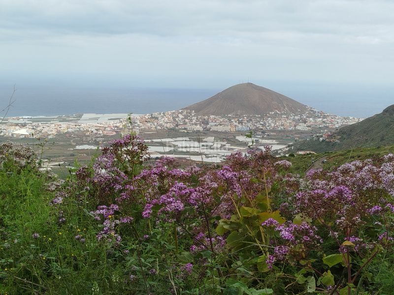 Foto ca867246-d2a1-4422-89e8-3690e9b54716. Finca rústica a calle melian 6 a Los Quintana - Piso Firme Gáldar