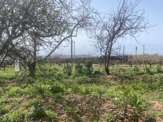 Finca rústica  Calle santo domingo. Finca con su terreno y arboles cembradas