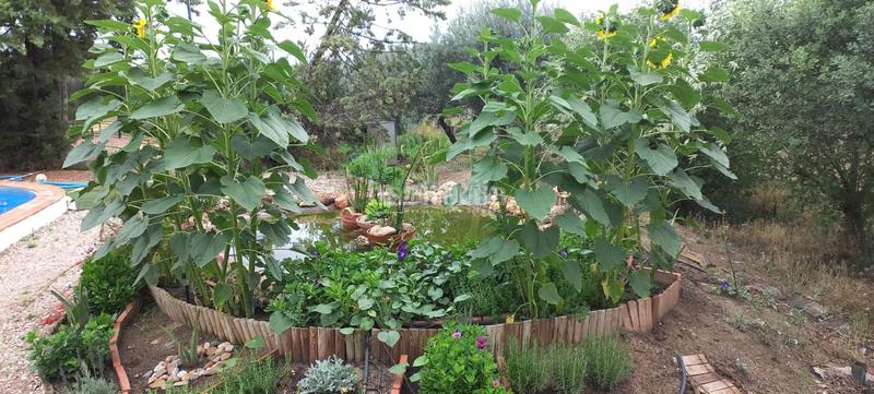 Foto 935960cb-9ec3-466d-8d7d-4a6c2648cfdd. Casale con piscina in Pedro Abad