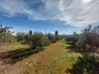 Rural plot  Calle torricelli