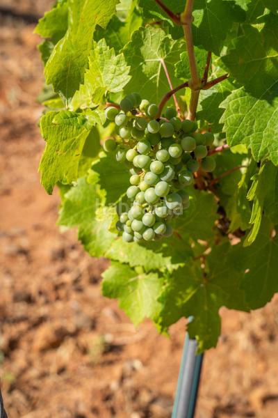 Foto ab9d13f8-288c-43d1-8bec-ab7e2bab0047. Finca rústica a Dúdar