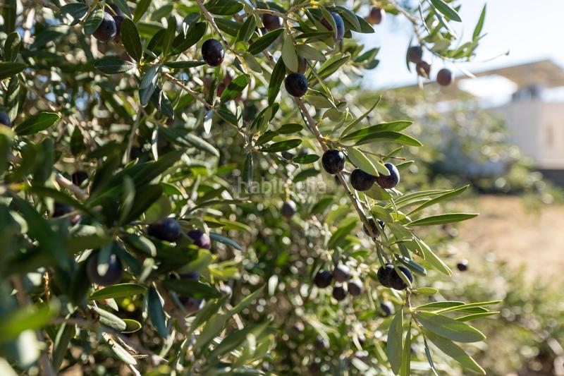 Foto eb14da82-3a45-40f6-808b-6ea1dfd4c9a6. Terrain résidentiel dans San Francisco - El Chorrillo Gabias (Las)