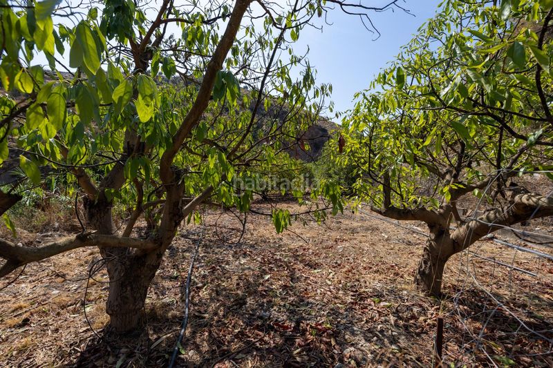 Foto 088322df-b87b-4a9f-a19e-1964dcd41a03. Finca rústica a Pinar (El)