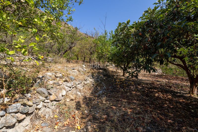 Foto 6a947ead-b75f-4140-a0dd-a02abd65f7b8. Finca rústica a Pinar (El)