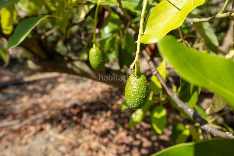 Foto 6f7031b6-b408-45a1-bb0d-7f493d466ba2. Finca rústica a Pinar (El)