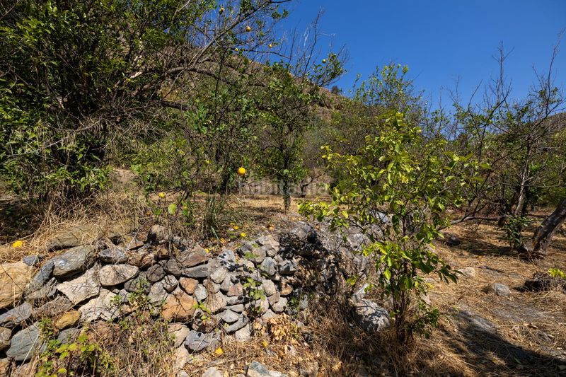 Foto 7386f462-7902-4c2b-85be-a3229a5b85d2. Finca rústica a Pinar (El)