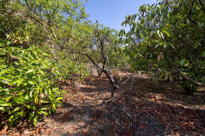 Foto 9874ba5d-4513-453c-a6ab-b659a080e083. Finca rústica a Pinar (El)
