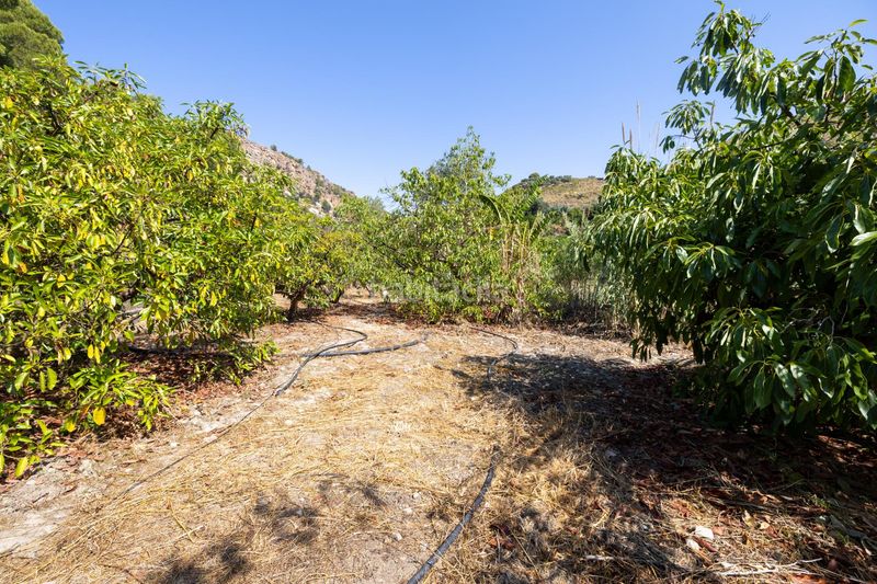Foto a1f8227d-ba3e-46d6-baa9-f5eb4bc99c64. Finca rústica a Pinar (El)
