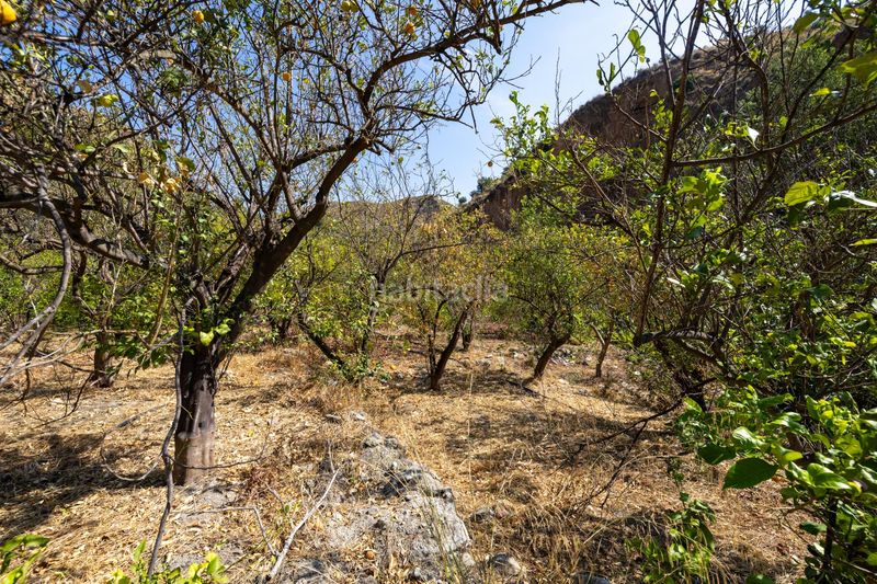 Foto a45666ea-33bf-4109-bfee-207bc51c0c15. Finca rústica a Pinar (El)