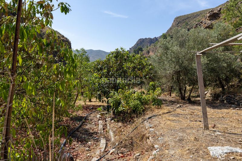 Foto a5258390-02f3-4602-9f04-76d48119df6d. Finca rústica a Pinar (El)