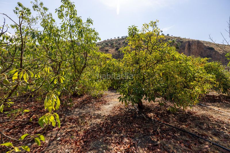 Foto baa848b2-9c29-4f98-a2a9-11944e96ce75. Finca rústica a Pinar (El)